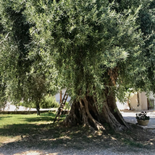 miniature gamme nilo